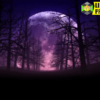 FULL MOON NIGHT IN FOREST HALLOWEEN BACKGROUND 01 4K
